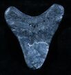 Bargain Megalodon Tooth - Venice, FL #3803-1
